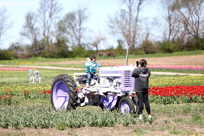 Hailey Parisek (right) takes a photo of her niece, Lavinia D’Amico, 5, during the opening day of the Midwest Tulip Festival at Kuipers Family Farm in Maple Park on Friday, April 19, 2024. The festival runs through May 12, 2024, dependent on the blooms.