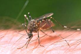 Mosquitoes in Marseilles test positive for West Nile virus