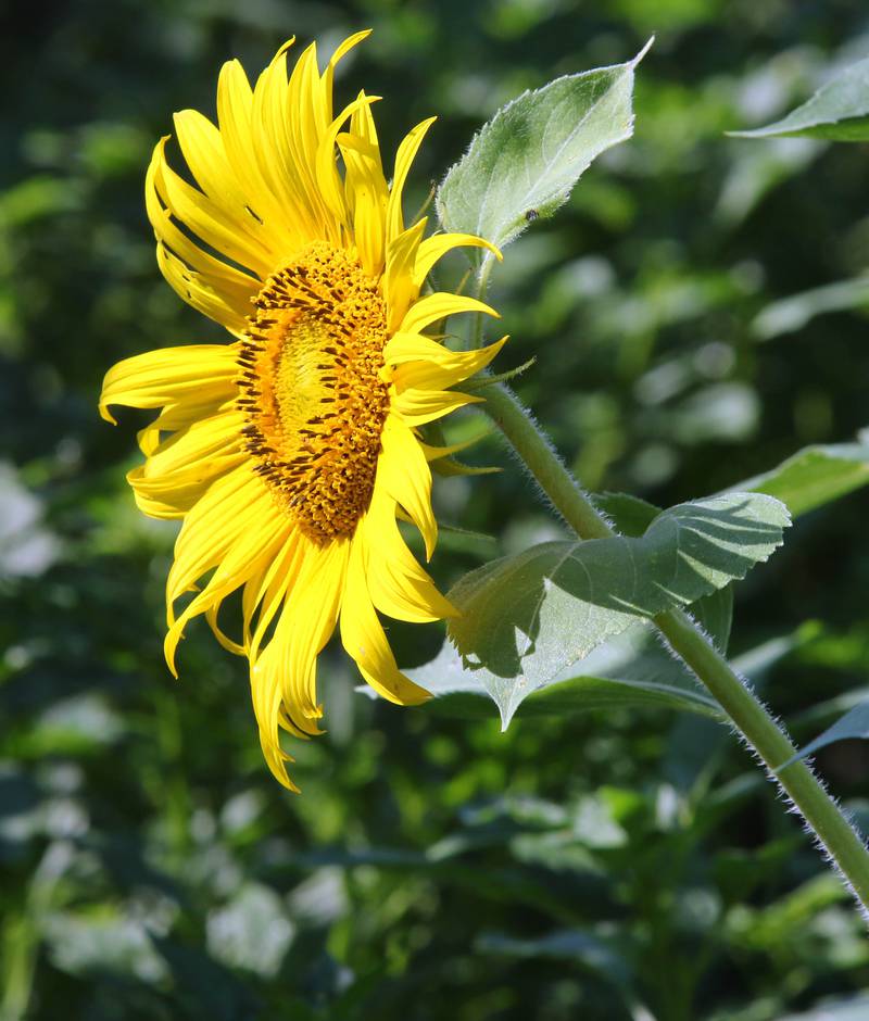 One of the many sunflowers in full bloom Friday, July 14, 2023, at Shabbona Lake State Recreation Area in Shabbona Township.