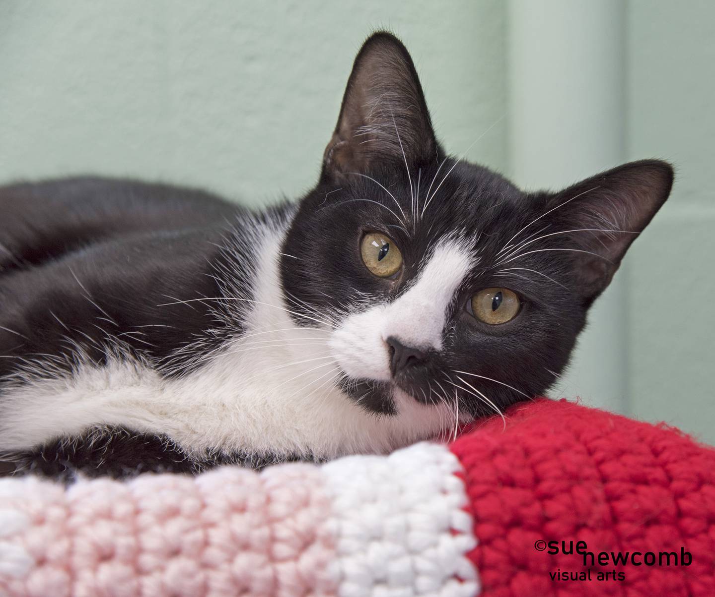 Mocha is a young domestic shorthair who was left at the shelter. He is sweet and ready for a loving forever home. Contact the Will County Humane Society at willcountyhumane.com and follow the instructions for the adoption process.