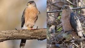Good Natured in St. Charles: Twin-like hawks now no longer kissing cousins