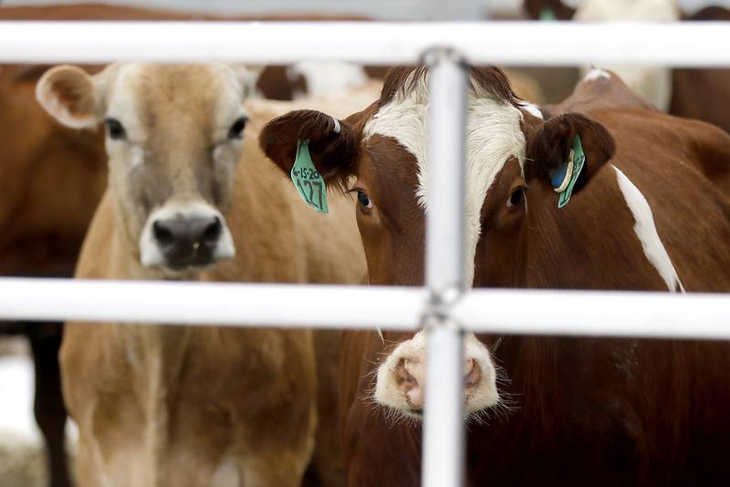 Cows on the Bull Valley Farm on Friday, March 10, 2023. The farm recently started bottling their own milk under the Cow Valley Creamery label.