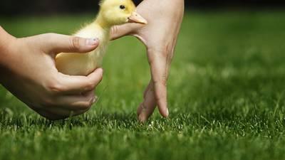Down the Garden Path: Pet-friendly landscaping