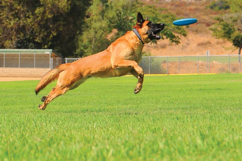 Cedar Lane Kennels - Keep Your Dog Fit for National Canine Fitness Month