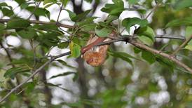Evening Bat Hike Set for Sept. 6 at Nell’s Woodland