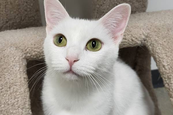 Loving young cat ready for her turn at forever home