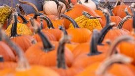 When Halloween is over, remember to recycle your pumpkins