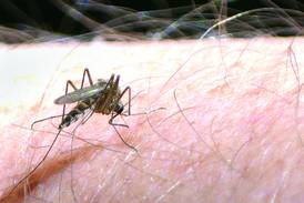 West Nile virus-positive mosquitoes collected in Granville