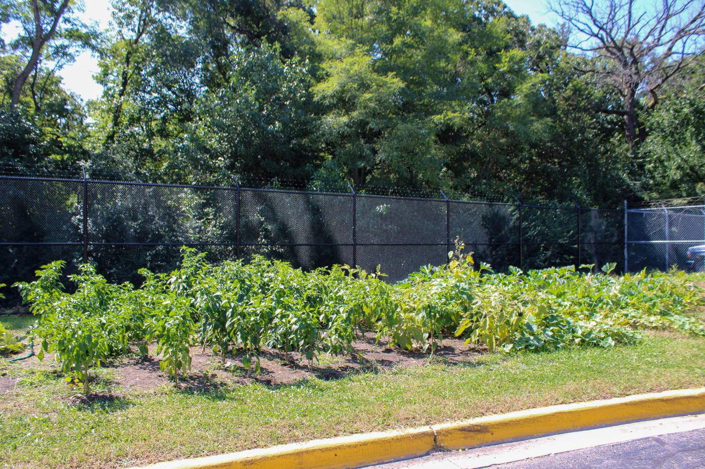 Views of the LaSalle County Jail’s garden, where a variety of vegetables are growing.