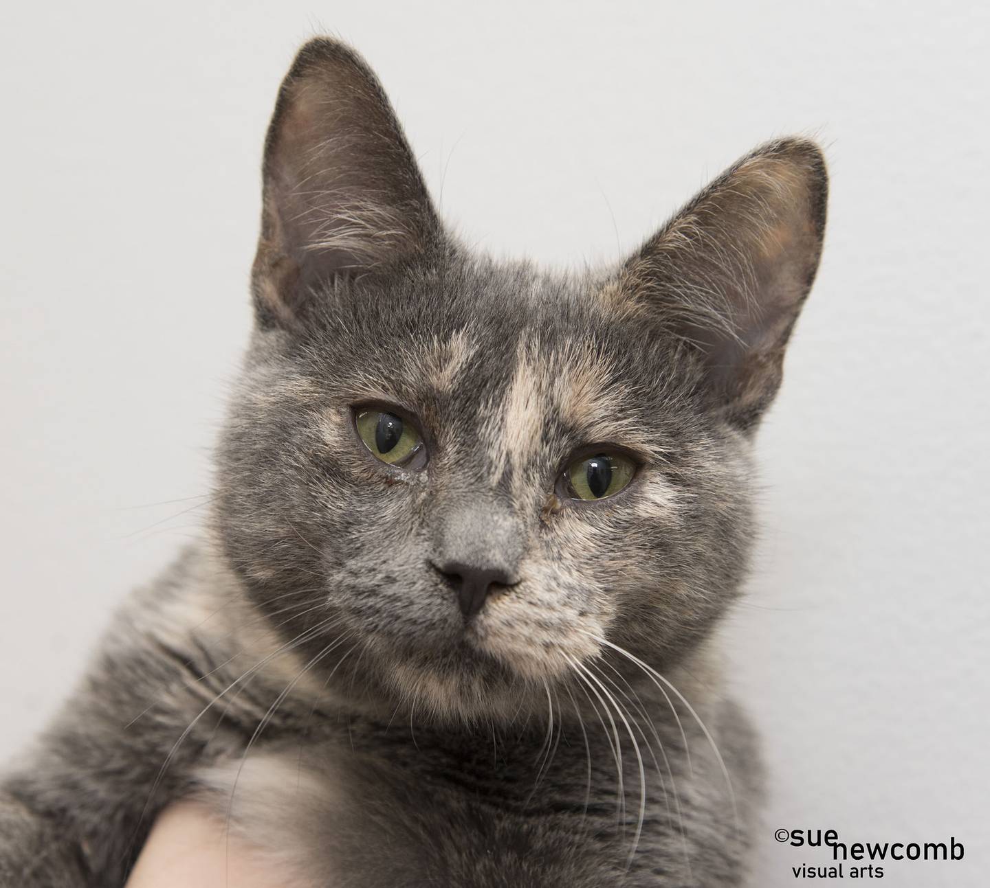 Pebbles is a domestic shorthair kitten who was found with her sister, Peppa. Both kittens are calm and enjoy playing and snuggling with each other They are bonded and should be adopted together. Contact the Will County Humane Society at willcountyhumane.com and follow the instructions for the adoption process.