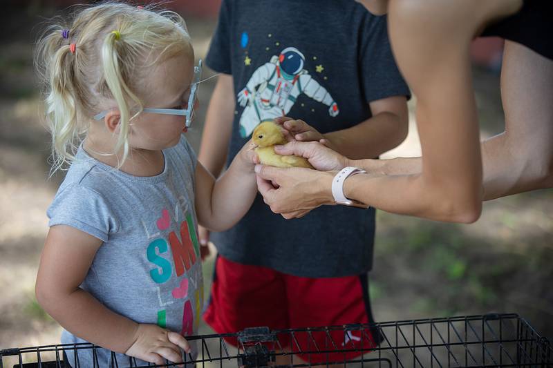 Lily Strang, 3, DeForest, Wisconsin pets a chick from a petting zoo set up at the Living History Antique Equipment Association show in Franklin Grove.
