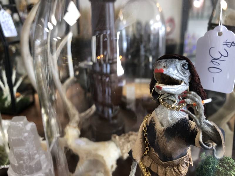 Lori Fisher works with artists who work with preserved animals, like this posed lizard under glass, to sell at Preserved Peculiarities, her oddity shop at 1312 N. Riverside Dr. in McHenry.