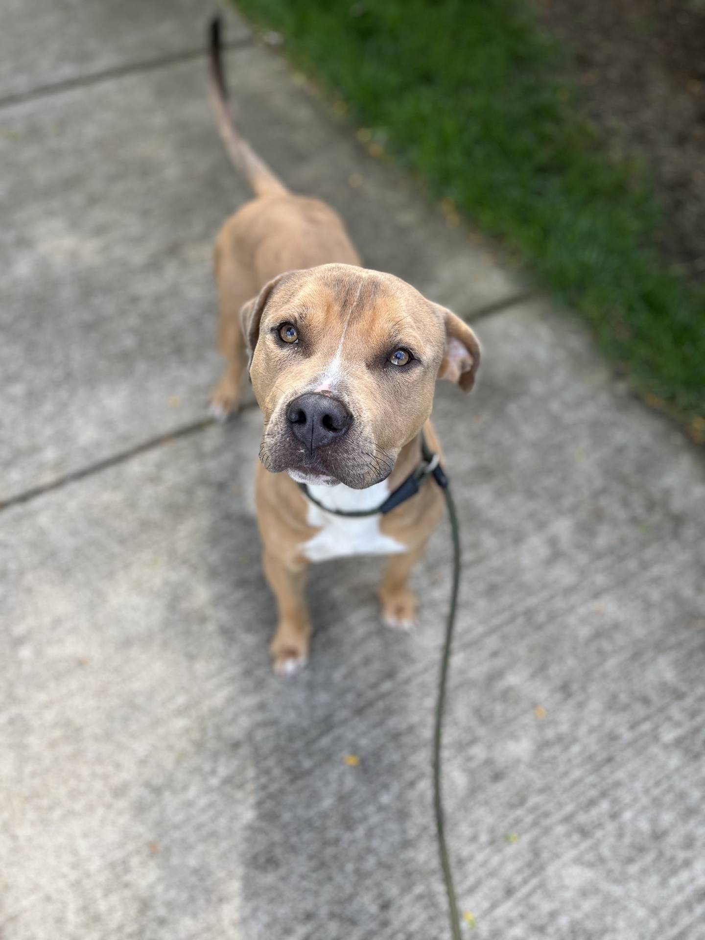 Three-year-old Roman is sweet, well-behaved, friendly and quiet. He love adventures and walks nicely on a leash. He seems to like everyone he meets and is good with other dogs. To meet Roman, email Dogadoption@nawsus.org. Visit nawsus.org.