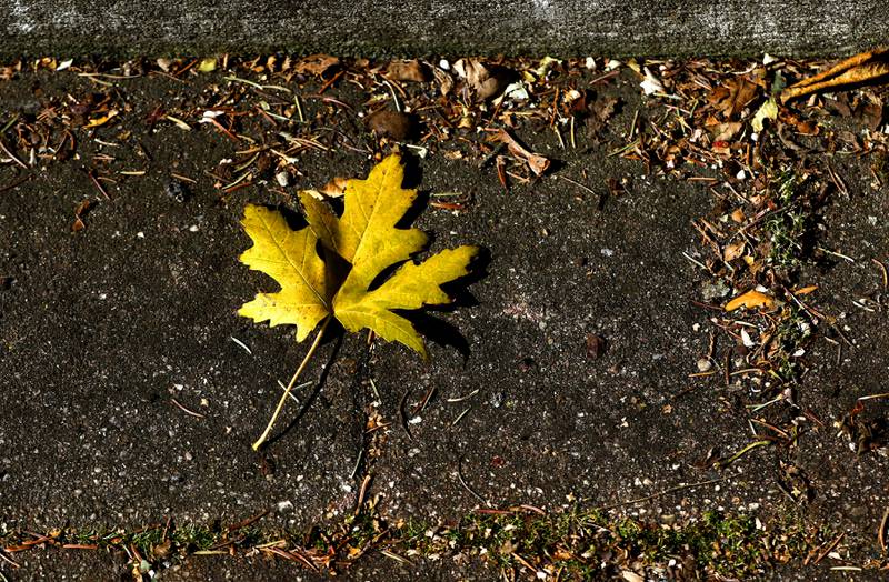 A yellow leaf lies on the driveway of home in Crystal Lake on Thursday, Oct. 17, 2024.