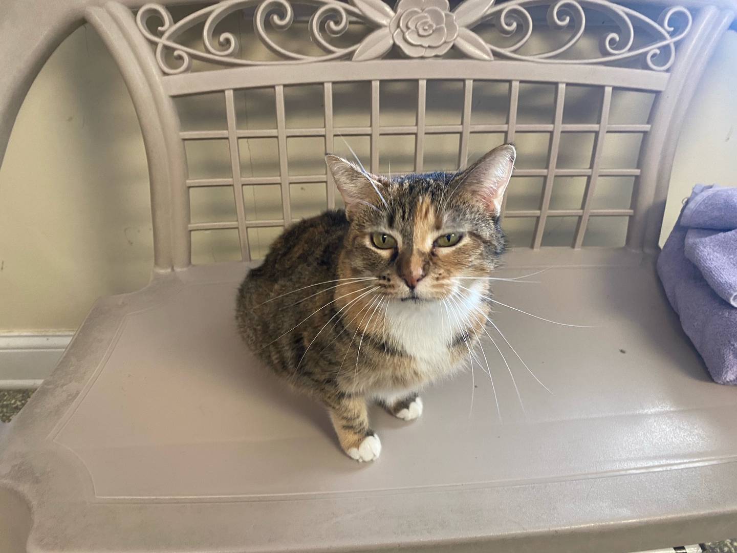 Hazel is a 3-year-old calico female. She is affectionate and loving. She enjoys time alone and is not a fan of other cats. Hazel loves snuggling and being pet.  She would make a great addition to any family. For additional information on Hazel, including adoption fees please visit https://justanimals.org/ or call 815-448-2510.