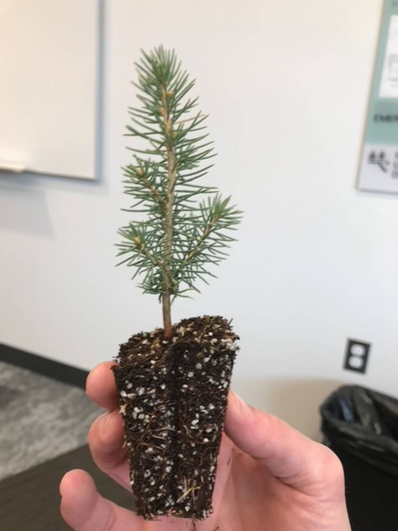 Through its partnership with Countryside Flower Shop and the Coventry parent-teacher association, each of Coventry Elementary School’s 570 students received a free tree sapling Friday, April 29, 2022, in honor of Arbor Day.