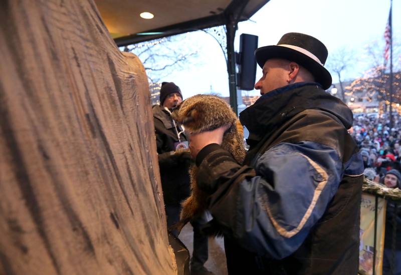 Handler Mark Szafran removes Woodstock Willie from his tree stump to see if he can see his shadow on Monday, Feb. 2, 2026, during the annual Groundhog Day Prognostication in the Woodstock Square.