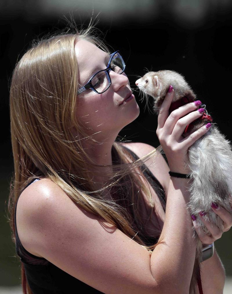 Stefanie Schuda of St. Charles gets a kiss from her ferret Mo during the pet competition at the Windmill City Festival Saturday July 9, 2022 at the Peg Bond Center and Batavia Riverwalk in Batavia. You can follow the adventures of Mo on Instagram @mo_the_ferret