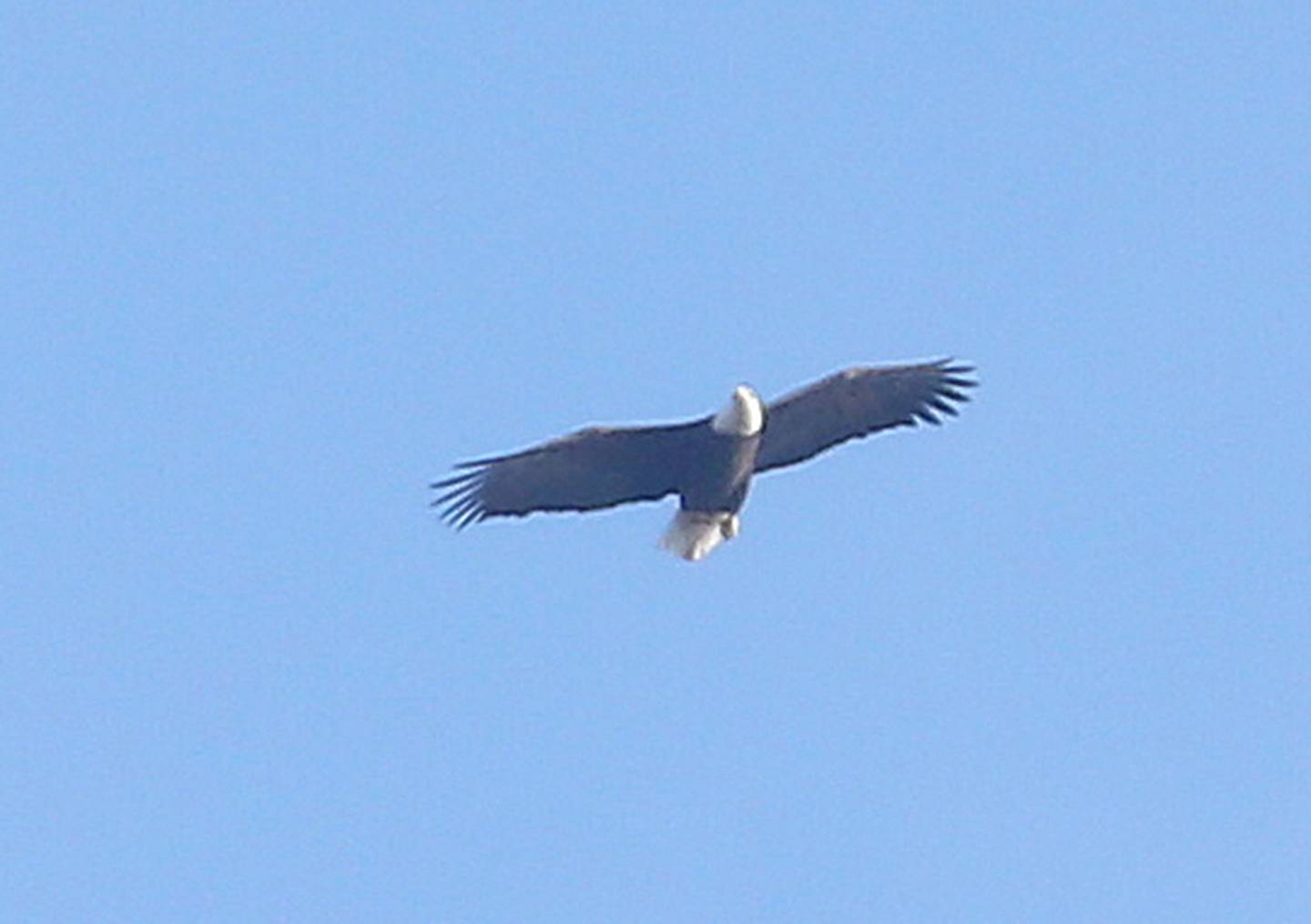 A Bald Eagle soars over the west side of Princeton on Tuesday, Jan. 2, 2024.