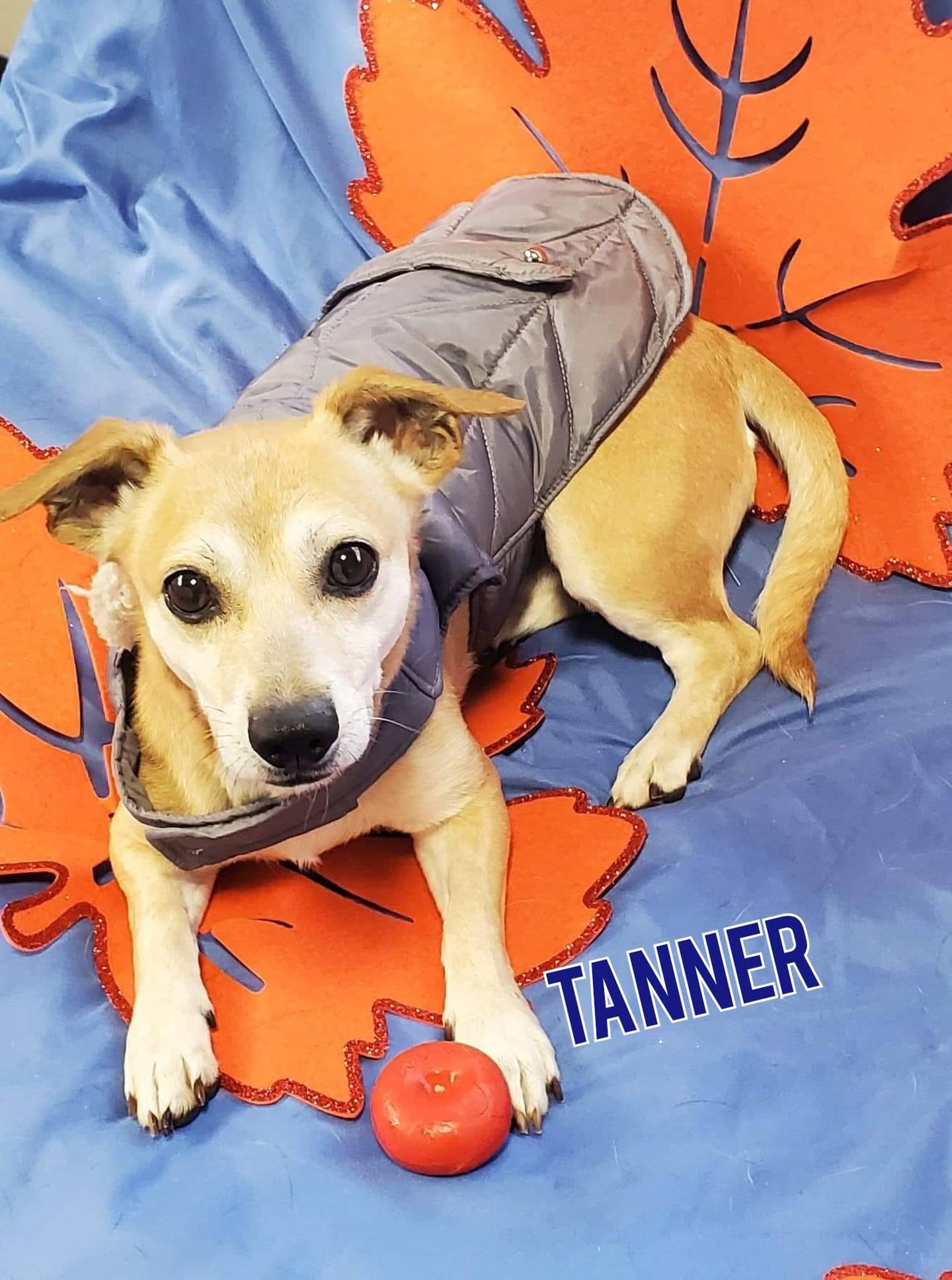 Tanner is approximately 6 years old and weighs 17 pounds. He loves to play with his favorite toy and carry it around. He walks well on a leash and has done well with other dogs. To meet Tanner, contact Hopeful Tails Animal Rescue at hopefultailsadoptions@outlook.com. Visit hopefultailsanimalrescue.org.