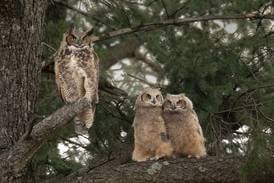 Owl pair, offspring take up residence in Crystal Lake