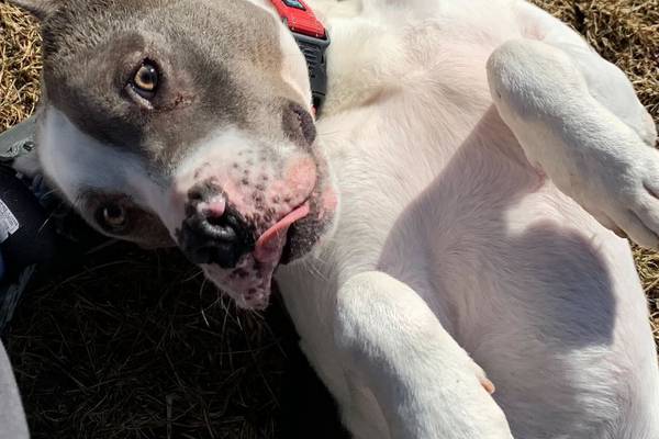 Playful goofball aims to have fun with forever family