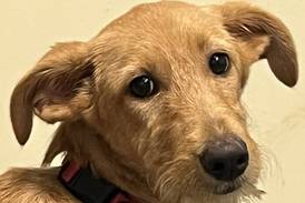 Fun-loving, goofy puppy aims to bring happy energy to forever family