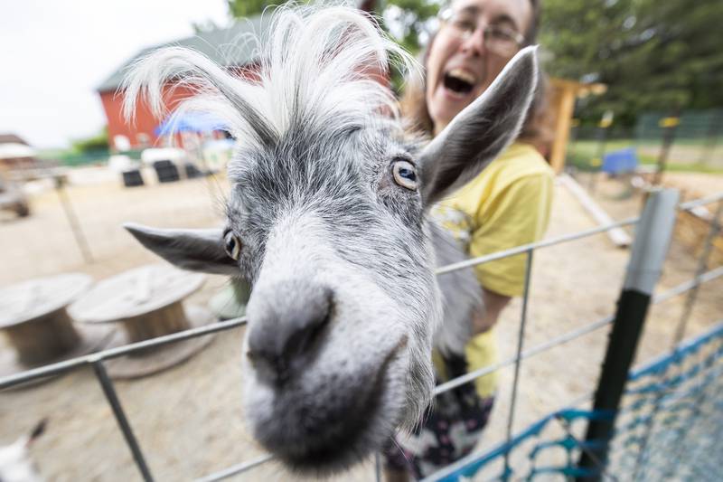 Sundance, a mini silky fainter, gets curious about a visitor Tuesday, June 6, 2023 at Happy Little Hooves Farm in Sterling.