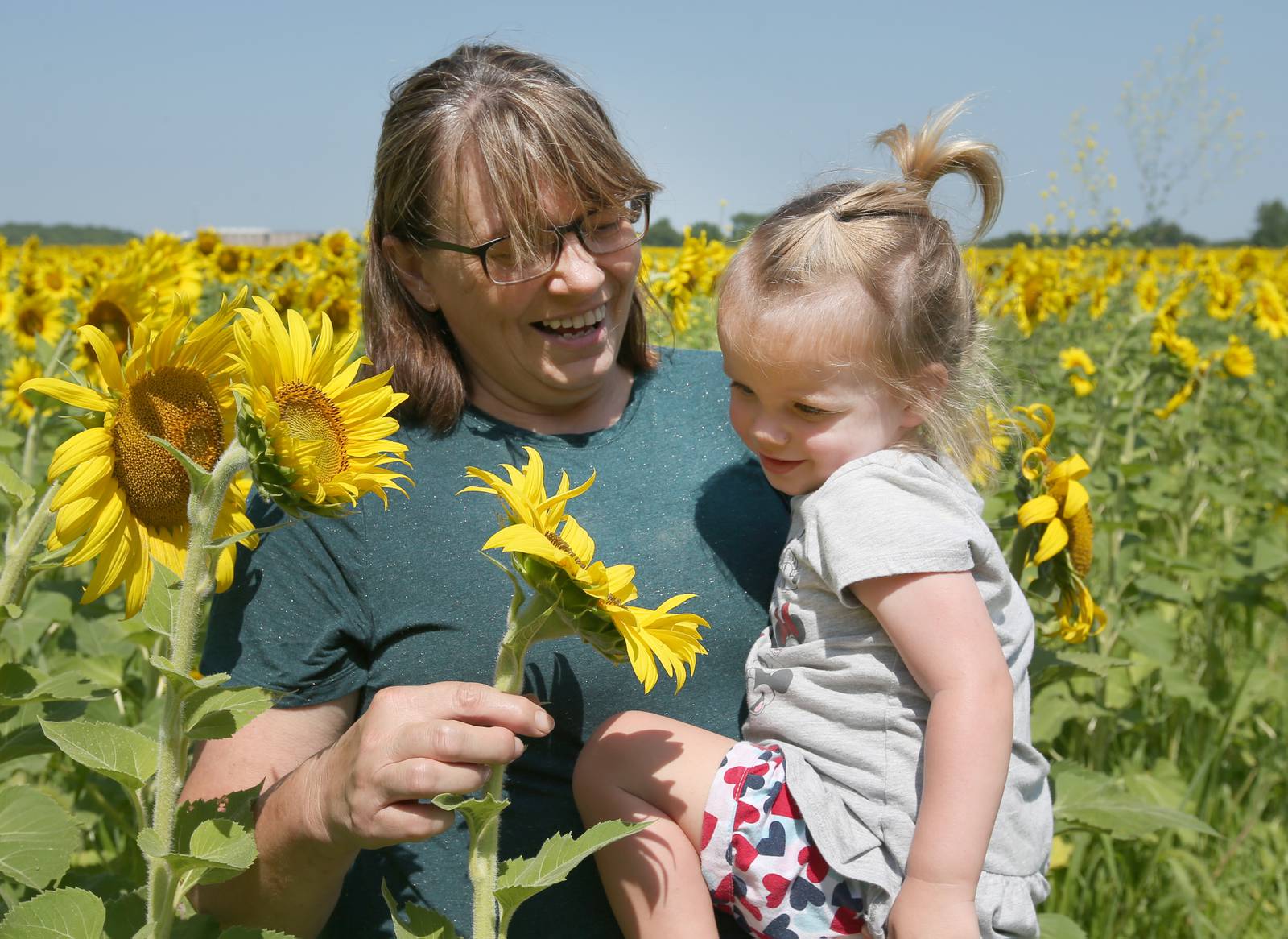 Photos Matthiessen State Park sunflowers in full bloom Shaw Local