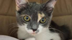 Cuddly kitten seeks loving home, perhaps with sister