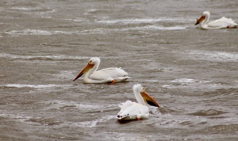 American white pelicans enjoy the rough waters of the Rock River on Monday, May 1, 2023, as gusting winds churn up waves.