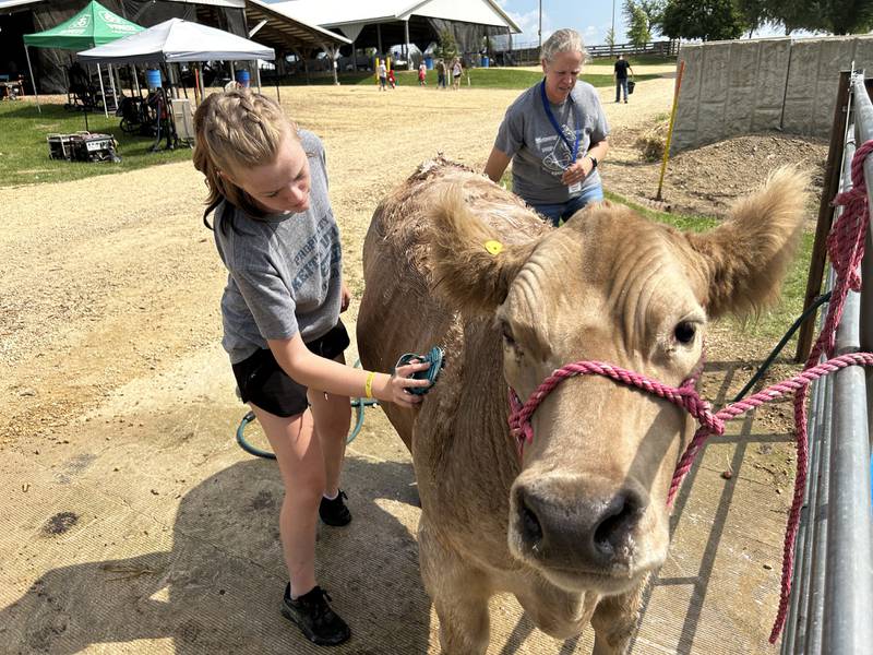 Allisa Martin, 17, of Oregon, washes her steer "Lucky", a Charolais cross, at the Ogle County 4-H Fair on Friday, Aug. 2, 2024.