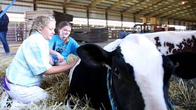 Photos: Marshall-Putnam 4-H Show 