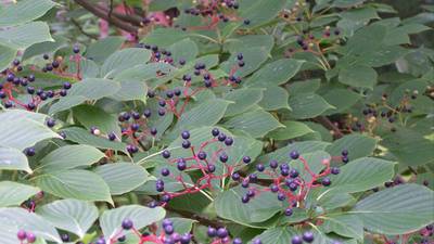Down the Garden Path: Whistling for dogwoods