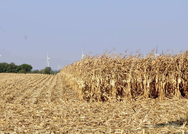 The autumn harvest is fully underway as seen from a partially cleared field in  southern Lee County on Friday, Oct. 1, 2021.