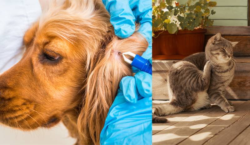 All Creatures Great & Small - Flea and Tick Prevention Tips for Pets in the Midwest