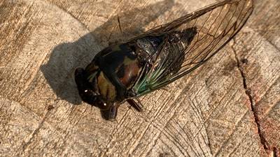 Down the Garden Path: Cicadas are coming!
