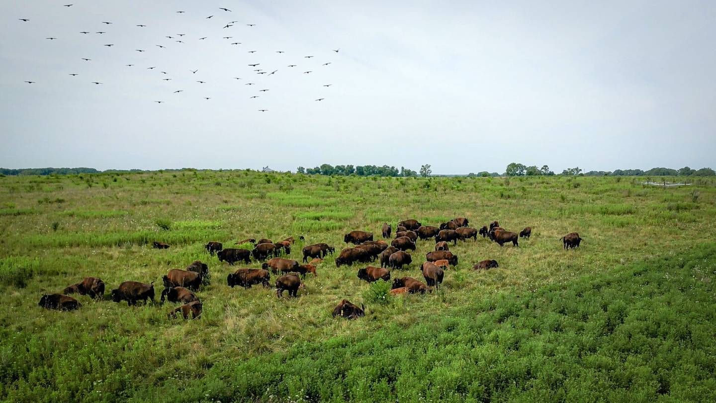Midewin National Tallgrass Prairie - USDA Forest Service