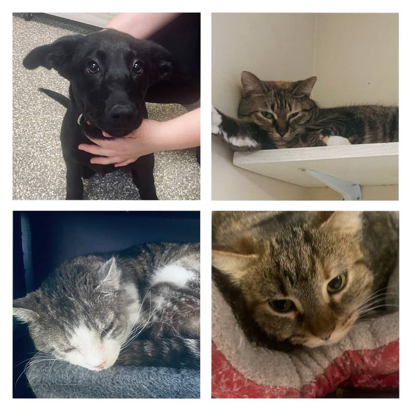 The Morris Herald-News presents this week’s Pets of the Week.