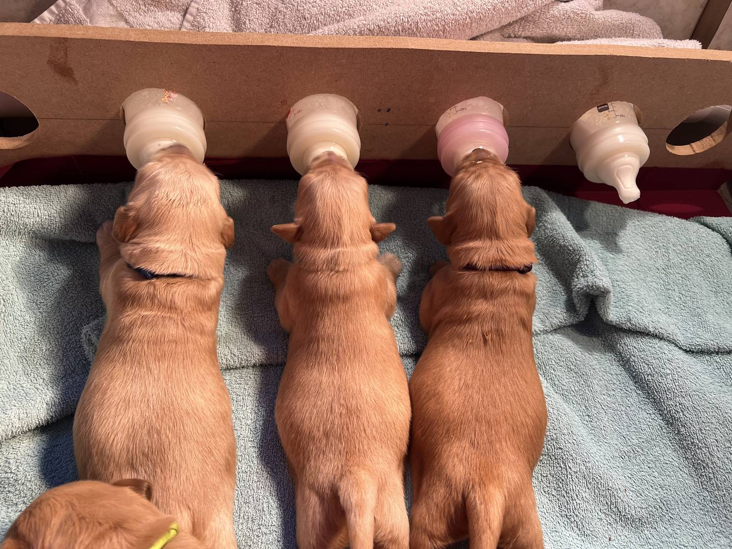 Kristen Vesely of Crystal Lake has fostered many pregnant dogs. The family built this feeding station to help nurse puppies when there are more than a mother can care for herself.