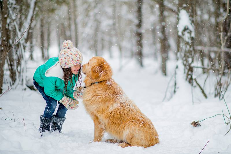 All Creatures Great & Small - Tips for Protecting Pets from Harsh Illinois Weather