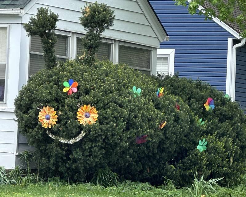 This row of bushes was made to look like a caterpillar in the 100 block of South Gosse Street on Monday, May 8, 2023 in Princeton.