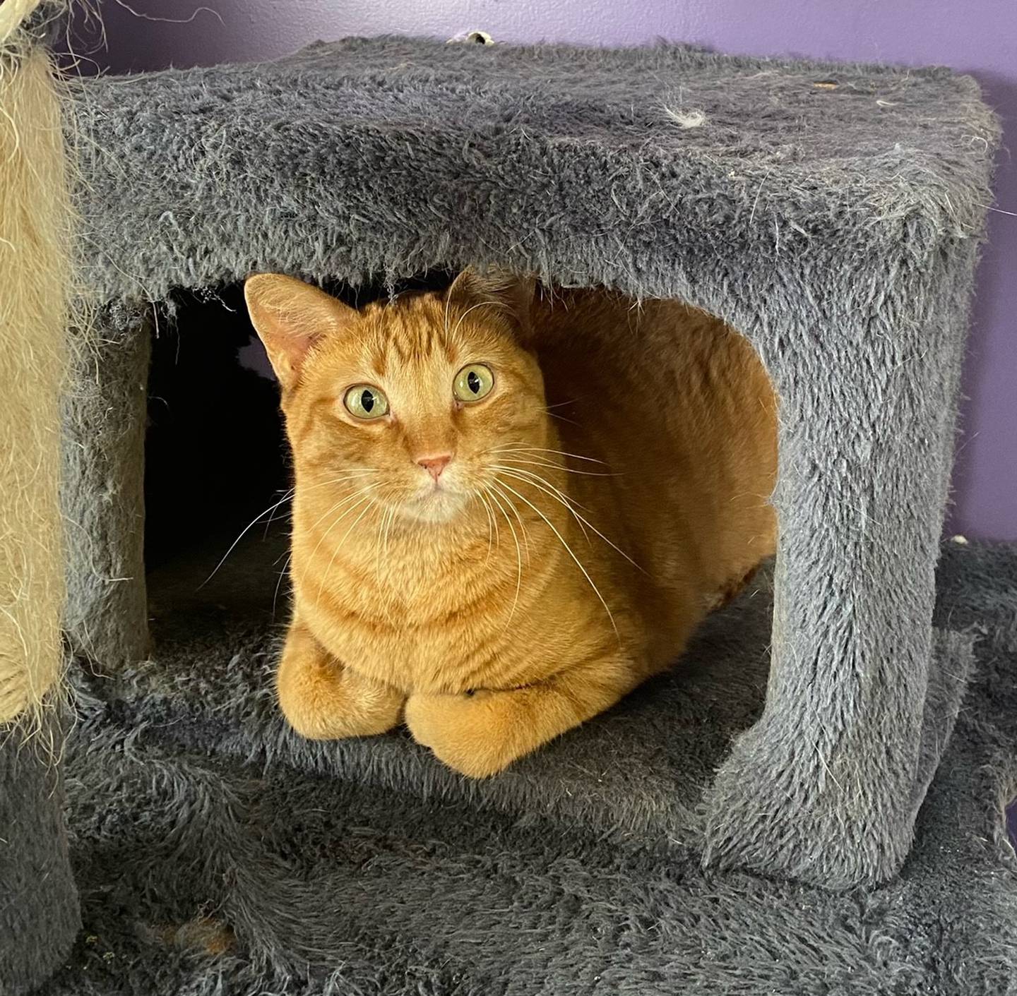 Eria is a 2-year-old domestic shorthair. She is kindhearted, gentle, and shy. She would make a great addition to any family. For more information on Eria, including adoption fees please visit justanimals.org or call 815-448-2510.