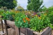 Down the Garden Path: The Dos and Don’ts of early spring lawn and garden care