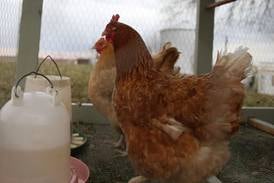 Marengo’s ban on backyard chickens will remain in place