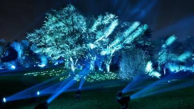 Photos: 2023 Illumination: Tree Lights at The Morton Arboretum  