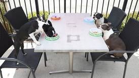 5 tips for dining with dogs in Will County 