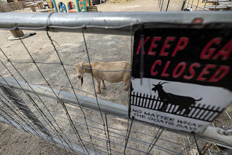Peanut roams the grounds Tuesday, June 6, 2023 at Happy Little Hooves Farm in Sterling. Peanut is the only goat member to have the trust of the owners to explore outside of the gated community.