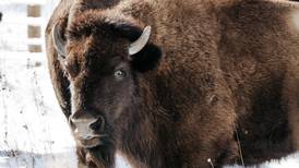 Bison reintroduced to Kane County Forest Preserve: ‘Hundreds of years in the making’