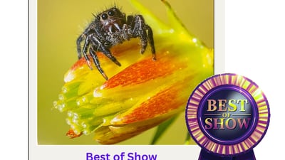 Jan. 3 ceremony set for Starved Rock photo contest winners 